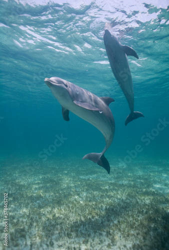 Bottlenose Dolphins, Grand Bahama Island, Bahamas © Paul
