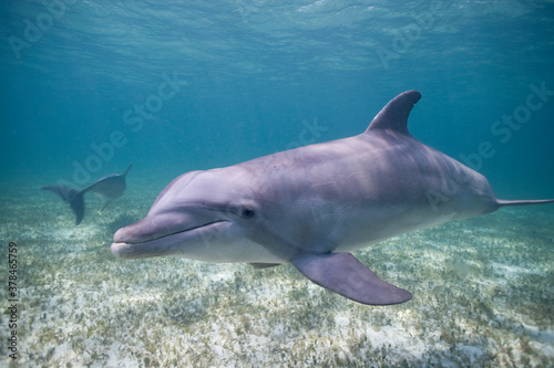 Bottlenose Dolphins  Grand Bahama Island  Bahamas