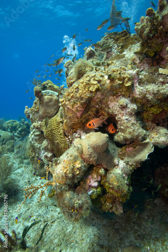 Fototapeta Naklejka Na Ścianę i Meble -  Tropical Fish, Grand Cayman Island