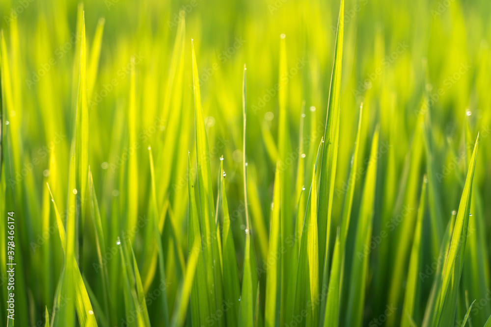 Macro close up shot of rice paddy plants with green leaves and yellow golden colored sun beam