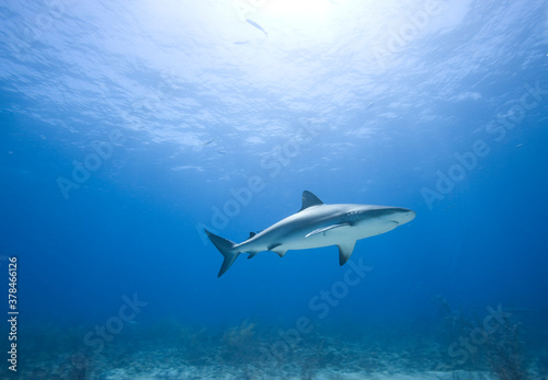 Caribbean Reef Shark, New Providence Island, Bahamas