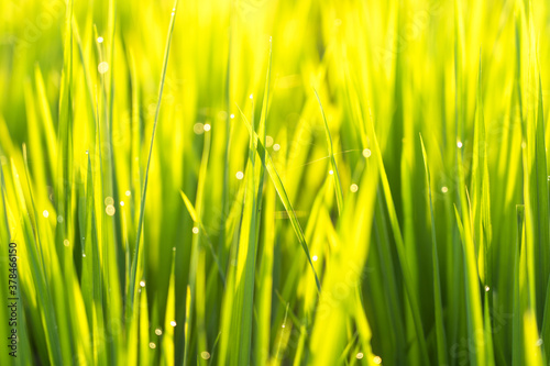 Macro close up shot of rice paddy plants with green leaves and yellow golden colored sun beam