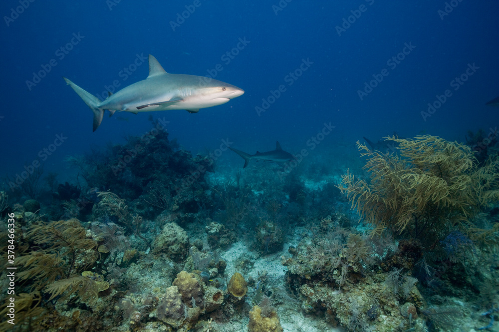 Fototapeta premium Caribbean Reef Shark, New Providence Island, Bahamas