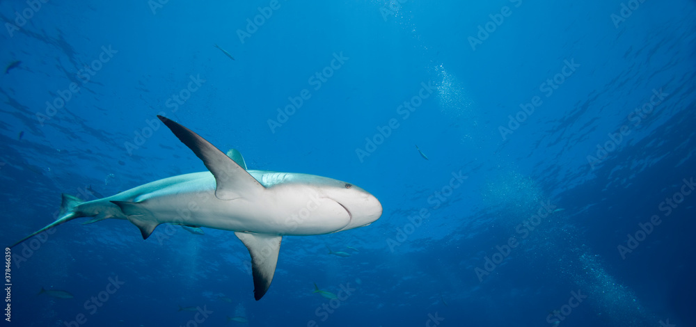 Fototapeta premium Caribbean Reef Shark, New Providence Island, Bahamas