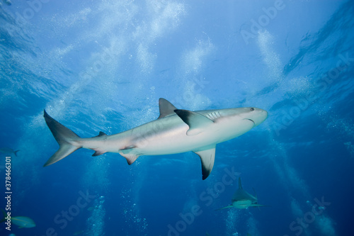Caribbean Reef Sharks, New Providence Island, Bahamas