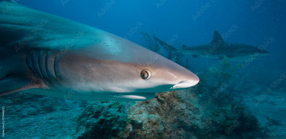 Obraz premium Caribbean Reef Shark, New Providence Island, Bahamas