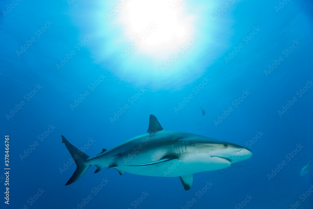 Caribbean Reef Shark, Grand Bahama Island, Bahamas