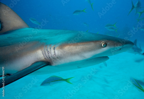 Caribbean Reef Shark  Grand Bahama Island  Bahamas