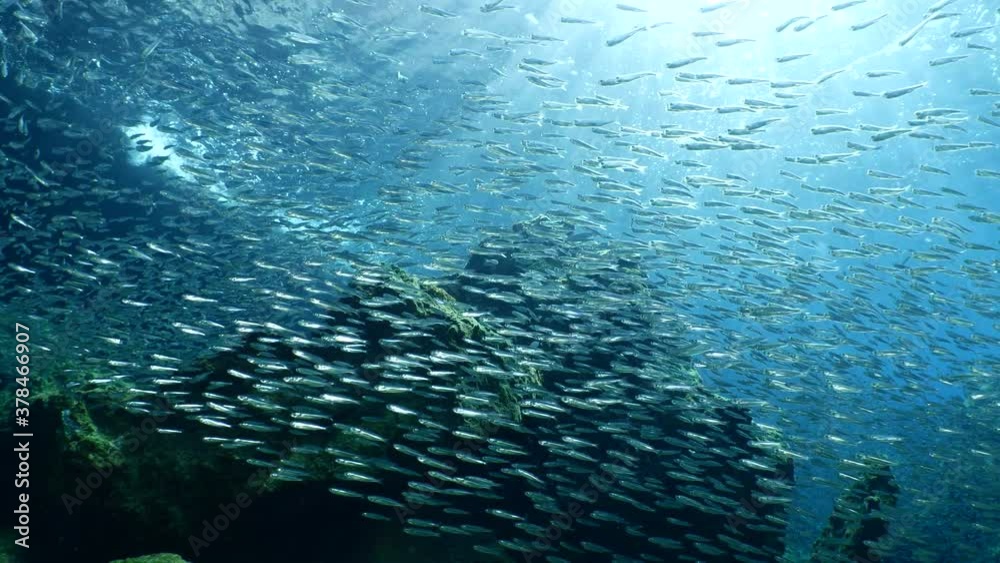 silversides hiding behind secret rocks under sun shine and beams underwater silverside fish school wavy sea protection ocean scenery silversides hiding behind secret rocks under sun shine and beams underwater silverside fish school wavy sea protection ocean scenery
