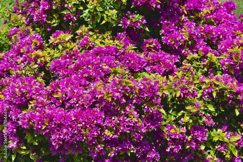 Conjunto de muchas flores purpuras en un arbusto. Conjunto de muchas flores purpuras en un arbusto.