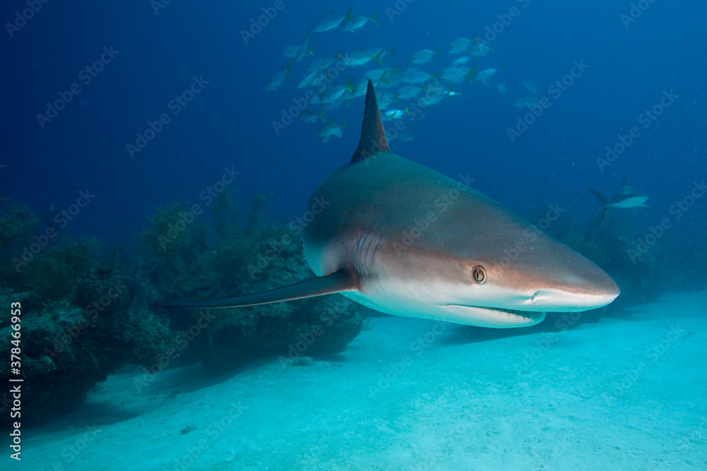 Fototapeta premium Caribbean Reef Shark, Grand Bahama Island, Bahamas