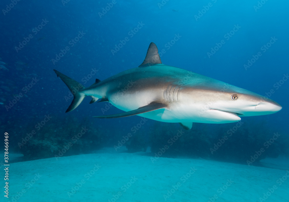 Caribbean Reef Shark, Grand Bahama Island, Bahamas