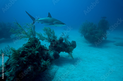 Caribbean Reef Shark, Grand Bahama Island, Bahamas