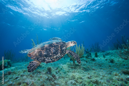 Hawksbill Turtle, Little Cayman Island, Cayman Islands, Caribbean