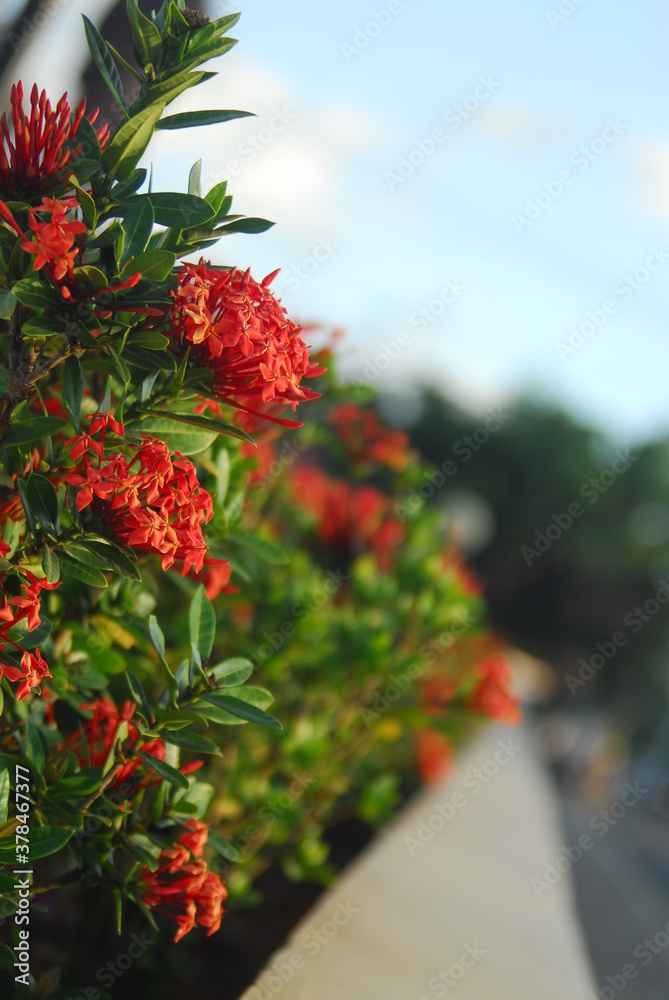 Fototapeta premium Beautiful field meadow flowers chamomile, blue wild peas in morning against blue sky with clouds, nature landscape, close-up macro. Wide format, copy space. Delightful pastoral airy artistic image.