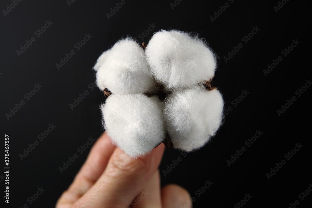 Cotton plant flower isolated Cotton plant flower isolated