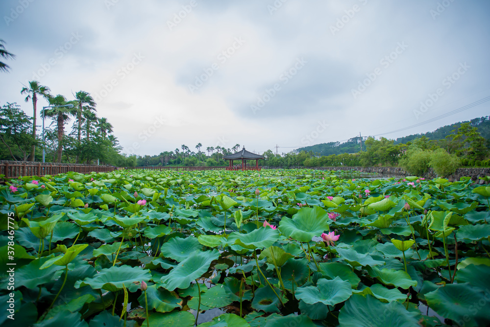 Huge water lilies flowers covering water surface