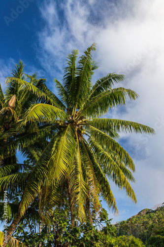 Overhanging Palm Tree  French Polynesia.