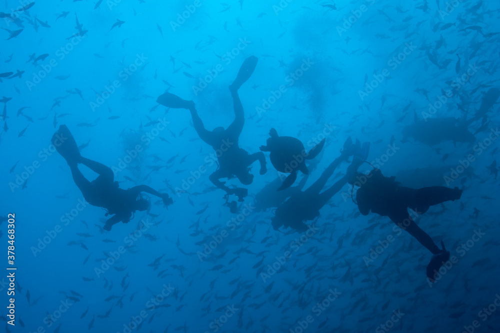 Fototapeta premium Scuba Divers and Pacific Sea Turtle, Galapagos Islands, Ecuador
