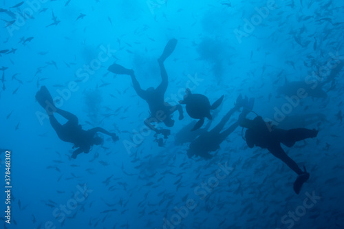 Scuba Divers and Pacific Sea Turtle, Galapagos Islands, Ecuador