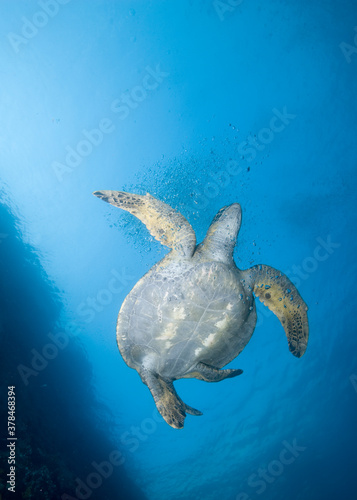 Pacific Sea Turtle, Galapagos Islands, Ecuador
