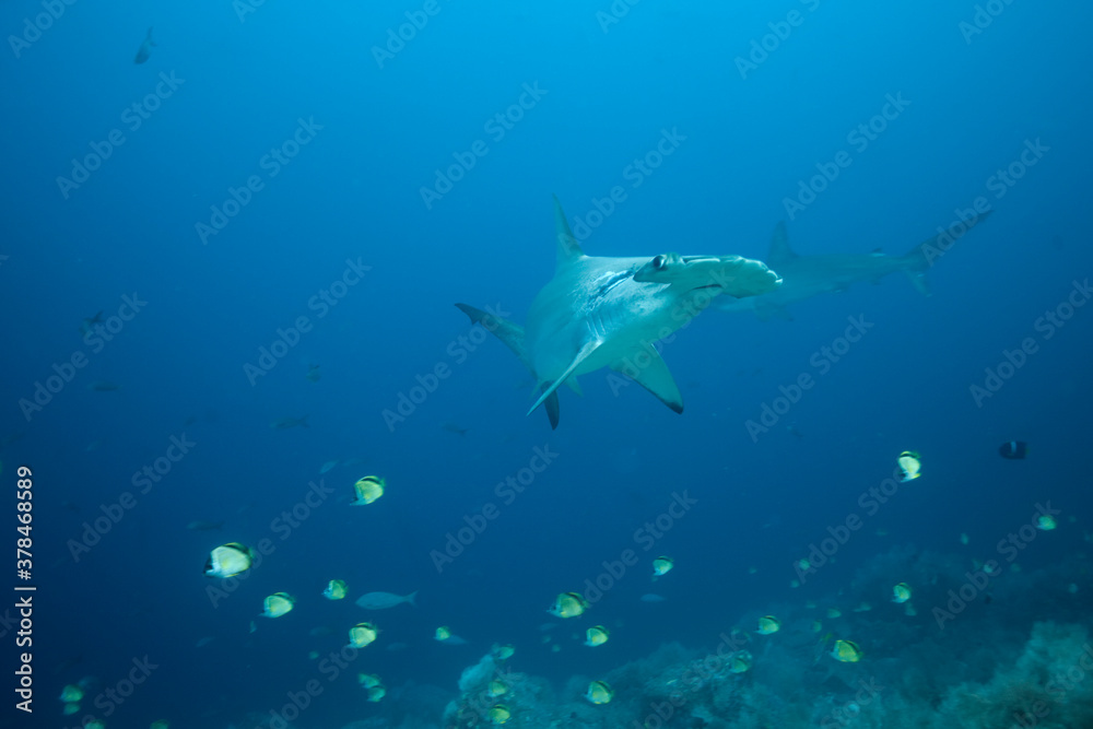 Hammerhead Sharks, Galapagos Islands, Ecuador