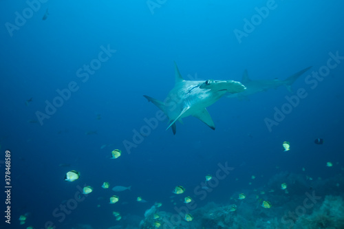 Hammerhead Sharks, Galapagos Islands, Ecuador