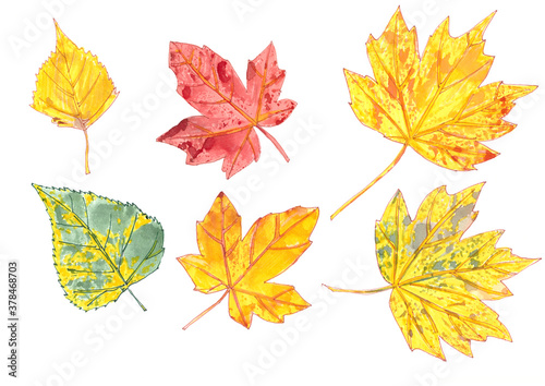 set of autumn watercolor leaves on a white background