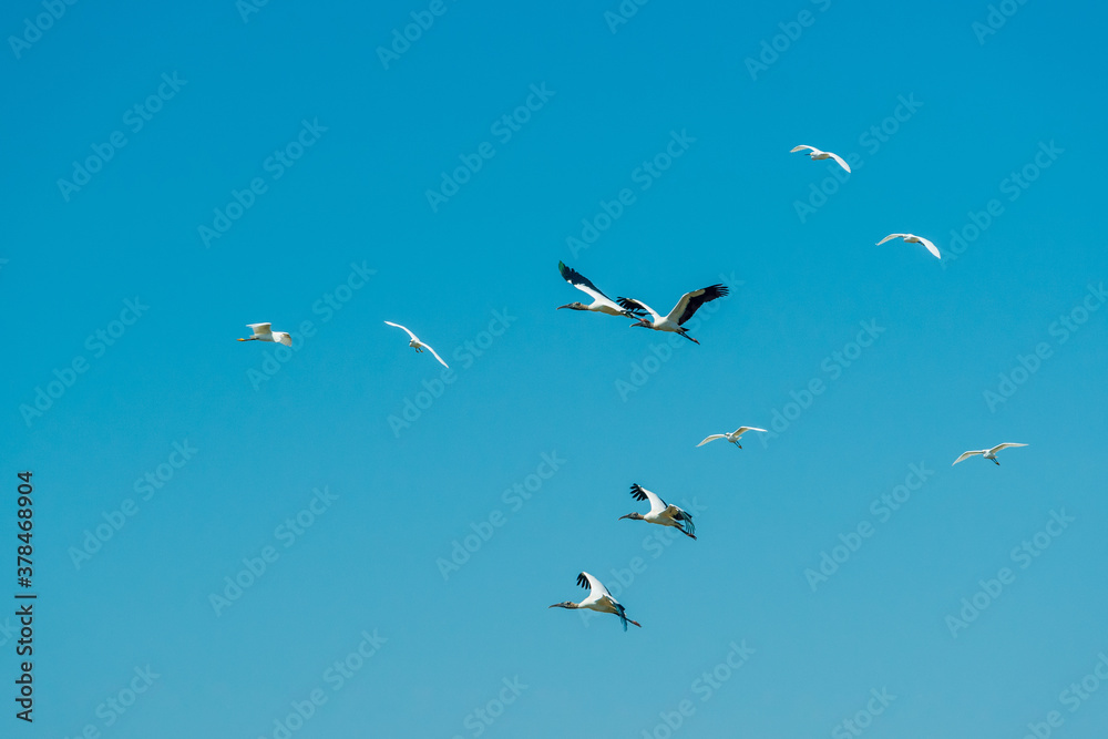 Fototapeta premium Birds in the Mato Grosso wetland, Pocone, Mato Grosso, Brazil on June 14, 2015.
