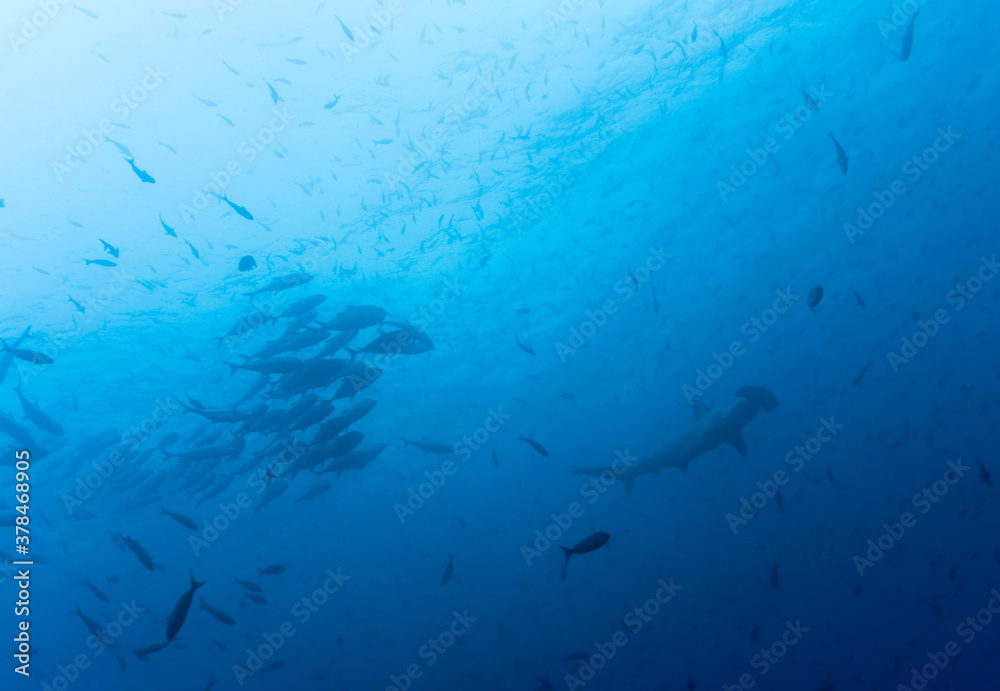 Hammerhead Shark and Schooling Fish, Galapagos Islands, Ecuador Hammerhead Shark and Schooling Fish, Galapagos Islands, Ecuador
