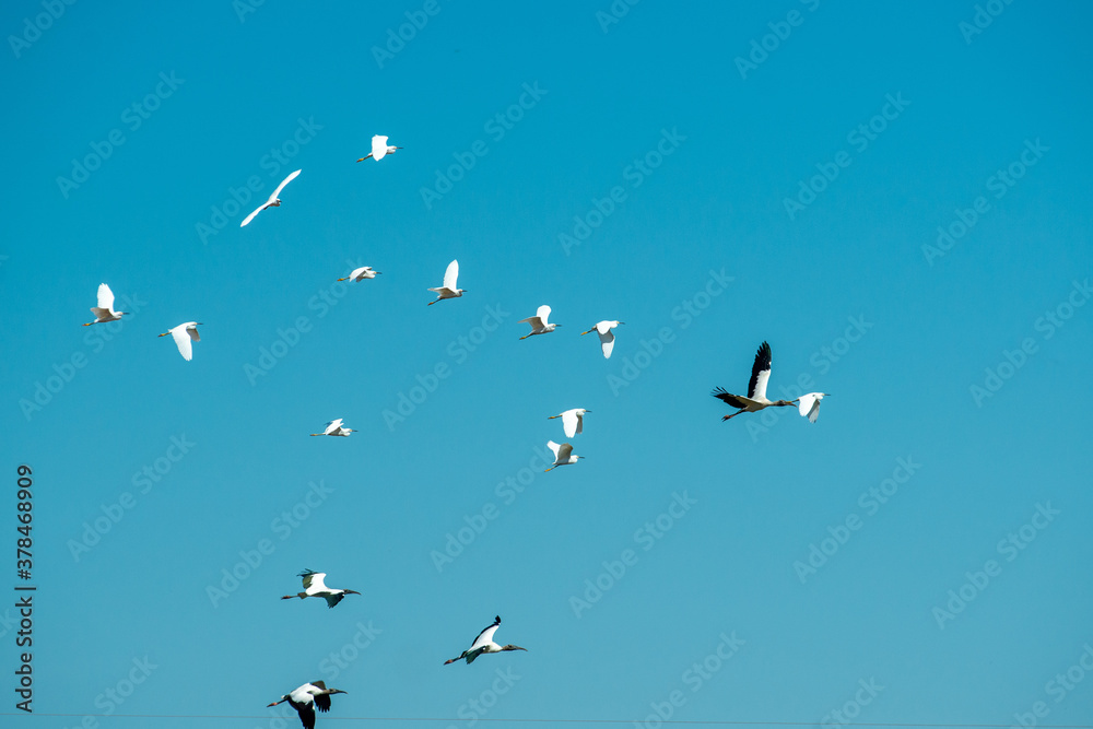 Obraz premium Birds in the Mato Grosso wetland, Pocone, Mato Grosso, Brazil on June 14, 2015.