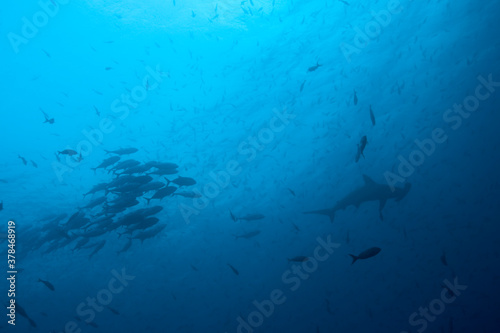 Hammerhead Shark and Schooling Fish, Galapagos Islands, Ecuador