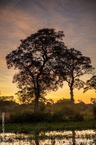 Sunset on the banks of the transpantaneira road, in the Pantanal of the State of Mato Grosso close to Pocone, Mato Grosso, Brazil on June 14, 2015. photo