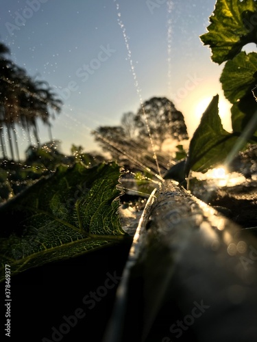 spider web on a branch