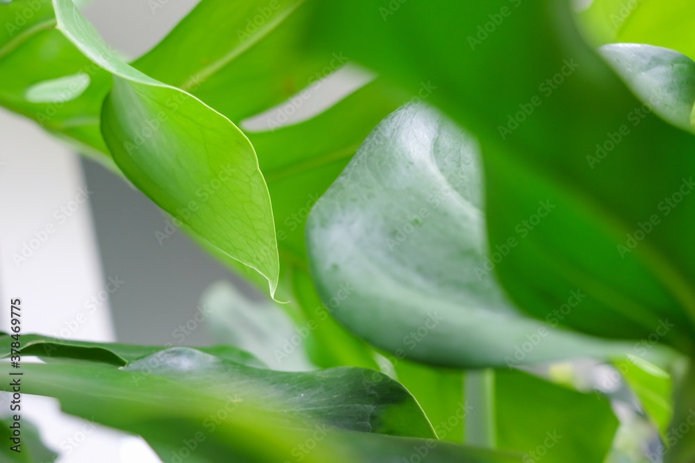 Monstera Leaves or Swiss Cheese Plant or Monstera Deliciosa in nature, tropical green leaves background, Philodendron monstera.