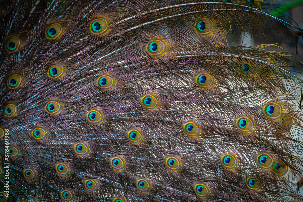 Obraz premium Plumas de Pavo Real 