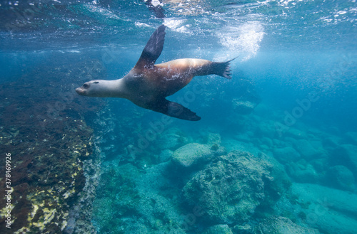 Galapagos Sea Lion, Galapagos Islands, Ecuador © Paul