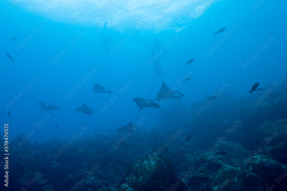 Fototapeta premium Spotted Eagle Rays, Galapagos Islands, Ecuador
