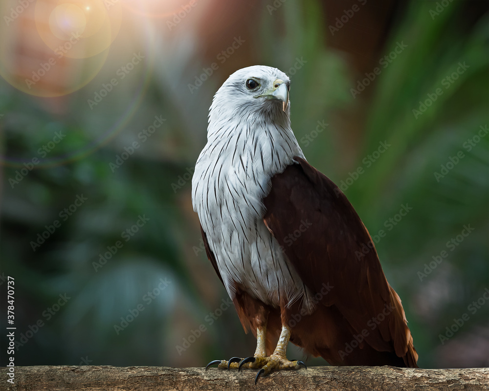 Fototapeta premium The brahminy kite (Haliastur Indus), also known as the red-backed sea-eagle, is a medium-sized bird of prey. They are found in the Indian subcontinent, Southeast Asia, and Australia.