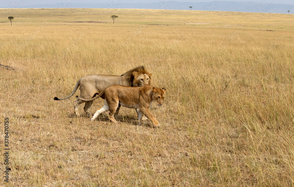 Lion And Lioness (panthers leo) walking in the Serengeti, Tanzania. Lion And Lioness (panthers leo) walking in the Serengeti, Tanzania.