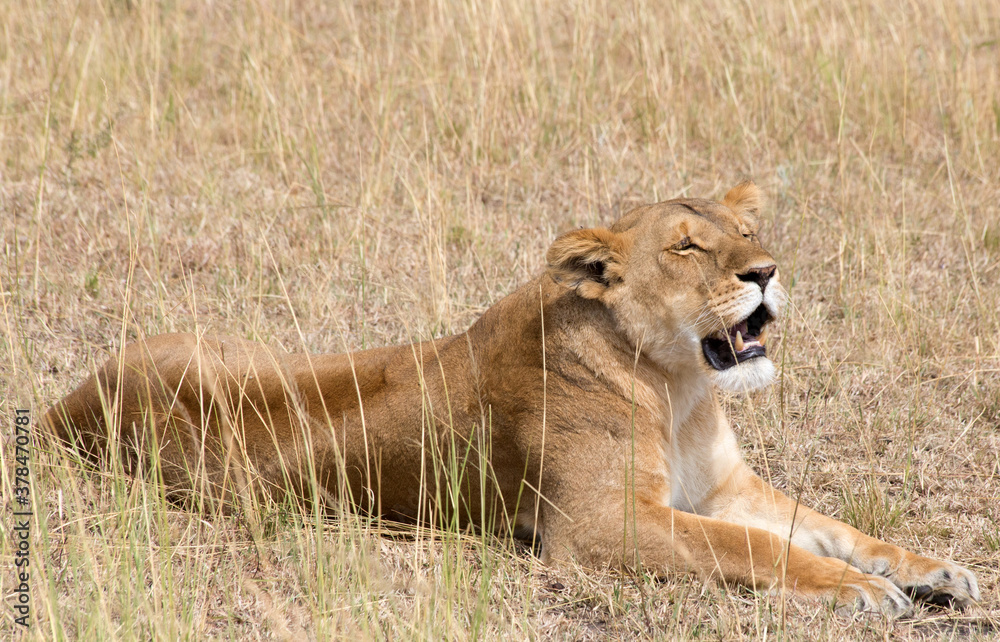 Fototapeta premium A Lioness (panthers leo) resting in the Serengeti, Tanzania.