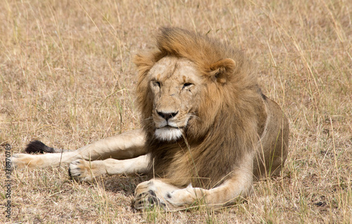 A Male Lion   panthers leo  resting in the Serengeti  Tanzania.