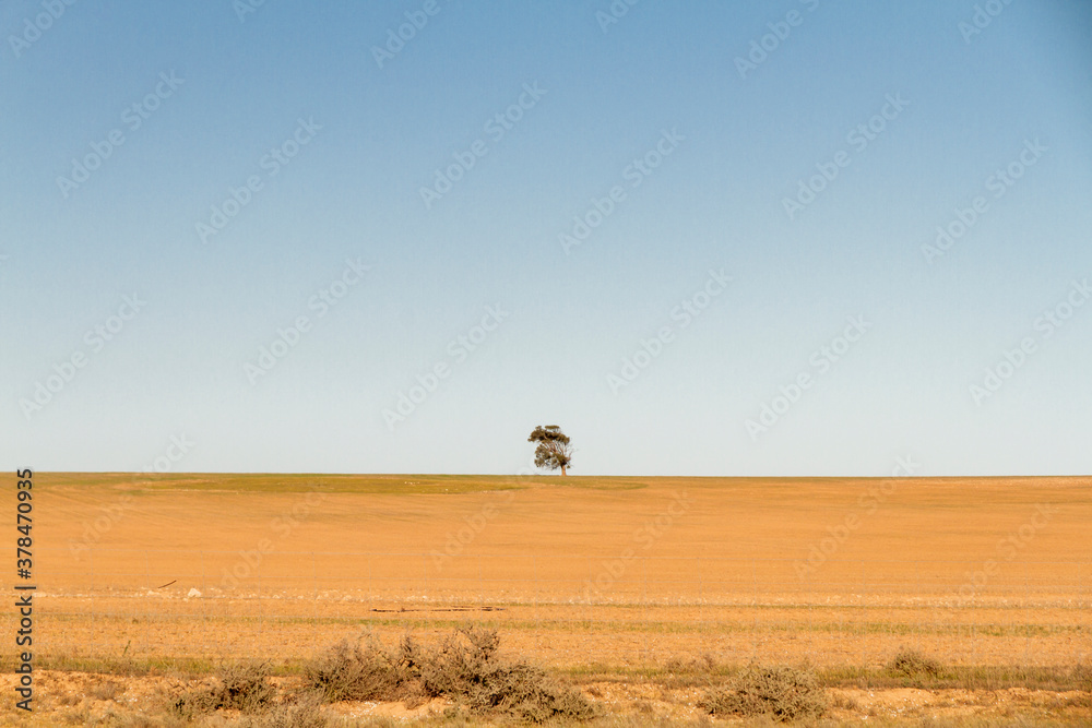 A lone tree sits in an empty cropping field.