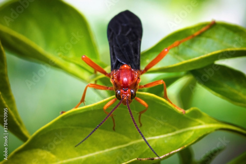 Red Paper Wasp photo