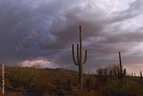 Saguaro cactus in a monsoon storm with lightning