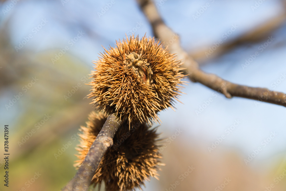 ripe chestnut fruit on the tree branch