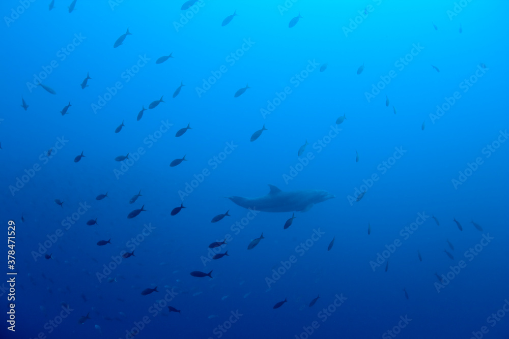 Obraz premium Pacific Bottlenose Dolphin, Galapagos Islands, Ecuador