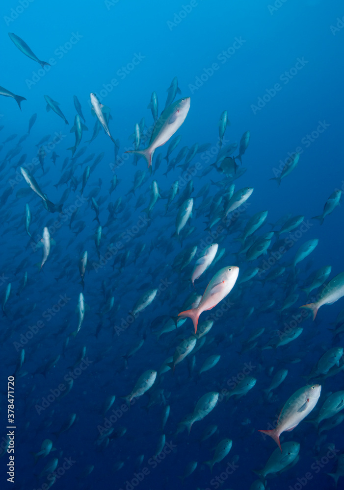 Schooling Fish, Galapagos Islands, Ecuador Schooling Fish, Galapagos Islands, Ecuador