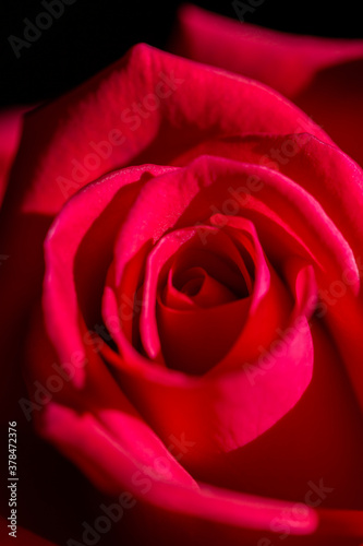 Macro Red rose flower