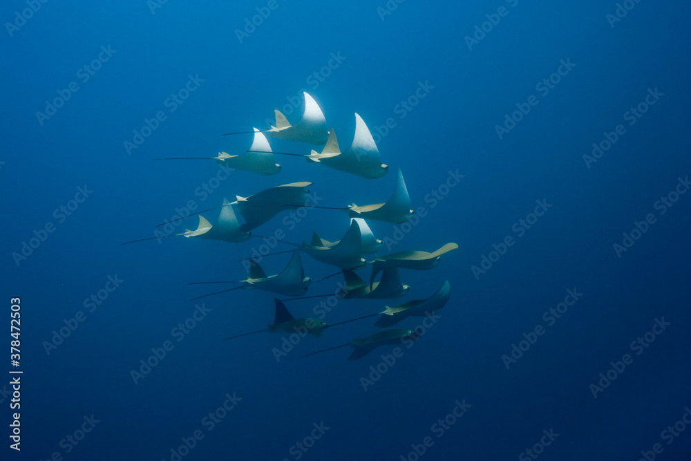 Pacific Cow Rays, Galapagos Islands, Ecuador Pacific Cow Rays, Galapagos Islands, Ecuador